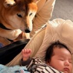 同じ年に生まれた赤ちゃんと犬→4年後…宝物のような『成長記録』と新たな出会いに反響「どんどん大きくなってね」「可愛さマシマシ」と3万再生(ブログ)