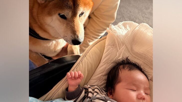 同じ年に生まれた赤ちゃんと犬→4年後…宝物のような『成長記録』と新たな出会いに反響「どんどん大きくなってね」「可愛さマシマシ」と3万再生(ブログ)