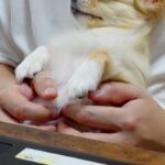 リモートワーク中、甘えにきた犬→仕事を中断して撫でてあげた結果…作業にならない『幸せな表情』に反響「とろけてるｗ」「全部が可愛い」と絶賛(ブログ)