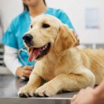 知っておきたい！愛犬を悩ませる背中の「できもの」の正体｜ゴールデン・レトリーバーに発生した「類皮腫洞」の症例報告から獣医が解説(ブログ)