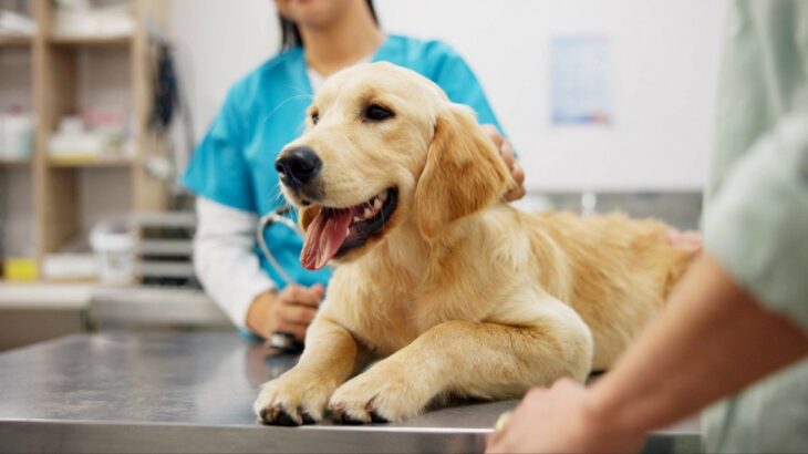 知っておきたい！愛犬を悩ませる背中の「できもの」の正体｜ゴールデン・レトリーバーに発生した「類皮腫洞」の症例報告から獣医が解説(ブログ)