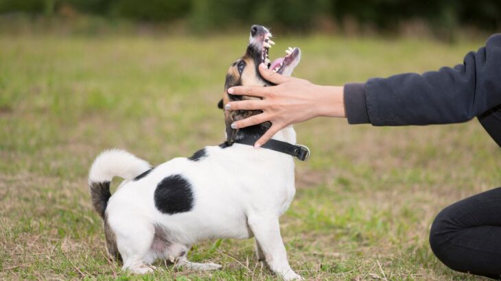 犬に嫌われる『初対面の挨拶』6つ　今すぐ改善すべき行動や嫌悪感を抱かれる人の共通点まで(ブログ)