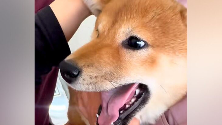 動物病院の注射が大嫌いな犬→一生懸命に頑張って…思わず応援したくなる光景が31万再生「私まで泣きそう」「この世の終わりｗ」エールの声も(ブログ)