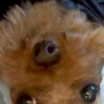 犬の散歩をしていたら、突然『大雨』が降ってきて…『まさかの雨対策』が似合いすぎていると反響「ぎゃああああ可愛い」「ぴちょんくんやｗ」(ブログ)