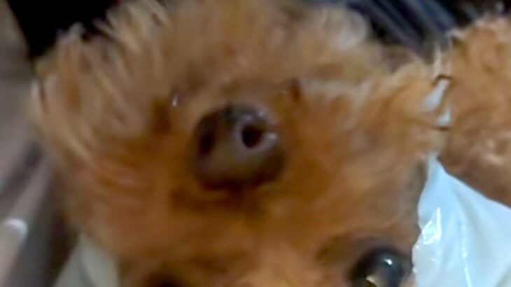 犬の散歩をしていたら、突然『大雨』が降ってきて…『まさかの雨対策』が似合いすぎていると反響「ぎゃああああ可愛い」「ぴちょんくんやｗ」(ブログ)