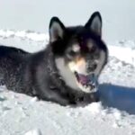 雪が積もった日、犬と一緒に外で遊んだ結果→『雪の中を駆け回る光景』に癒されると67万再生「見てて気持ちがいい」「筋肉痛になりそうｗ」(ブログ)