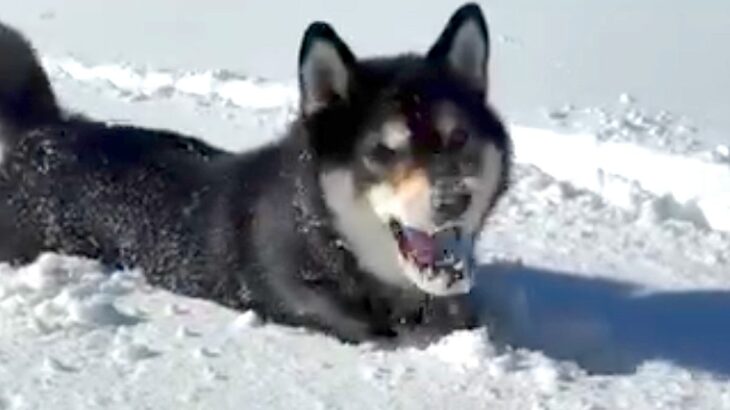 雪が積もった日、犬と一緒に外で遊んだ結果→『雪の中を駆け回る光景』に癒されると67万再生「見てて気持ちがいい」「筋肉痛になりそうｗ」(ブログ)