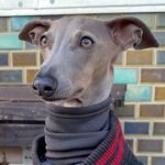 細身の犬が寒そうだったので『人間の服』を貸してあげた結果…まさかの『似合い過ぎている光景』に反響「違和感仕事してｗ」「もう人間でしょ」(ブログ)