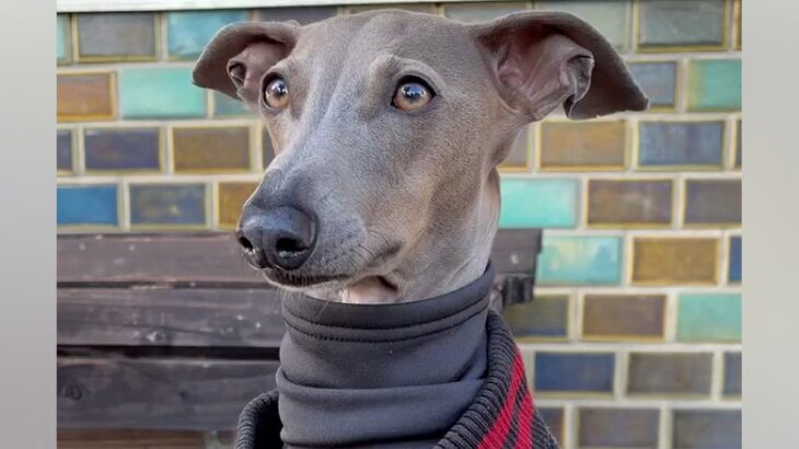 細身の犬が寒そうだったので『人間の服』を貸してあげた結果…まさかの『似合い過ぎている光景』に反響「違和感仕事してｗ」「もう人間でしょ」(ブログ)