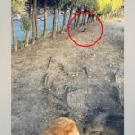 大型犬と散歩中に『猫』を発見→そーっと近づいてみたら、勘違いで…『まさかすぎる正体』に2万いいね「お腹痛いｗｗｗ」「なんか元気出た」(ブログ)