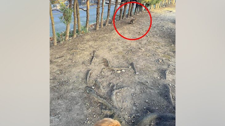 大型犬と散歩中に『猫』を発見→そーっと近づいてみたら、勘違いで…『まさかすぎる正体』に2万いいね「お腹痛いｗｗｗ」「なんか元気出た」(ブログ)