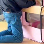 ワンコを連れて帰省→『犬が嫌いな父』がやけに静かだなと思ったら…『まさかすぎる光景』に反響「本当は大好きなのねｗ」「ホッコリした」(ブログ)