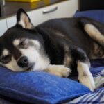 『高齢犬』がみせるサイン5選　シニア期を迎える前にやっておくべき準備まで(ブログ)