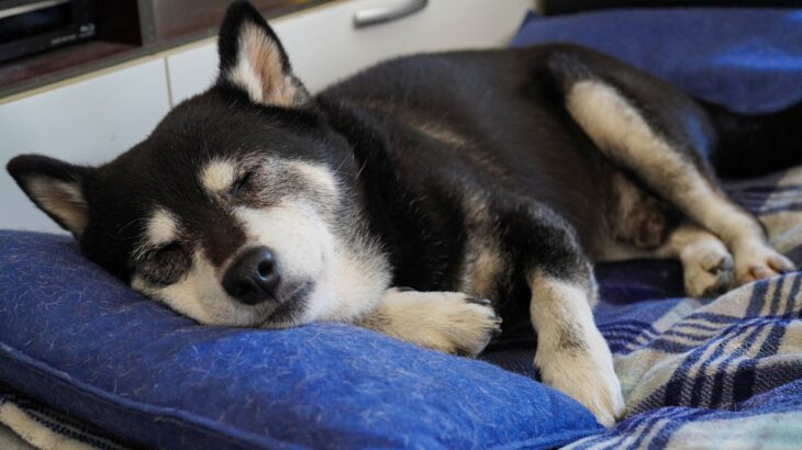 『高齢犬』がみせるサイン5選　シニア期を迎える前にやっておくべき準備まで(ブログ)