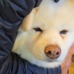 2頭の秋田犬を『動物病院に連れて行った』結果→待合室でみせた『正反対すぎる光景』が118万表示「震えすぎてて可愛いｗ」「見事なガクブル」(ブログ)