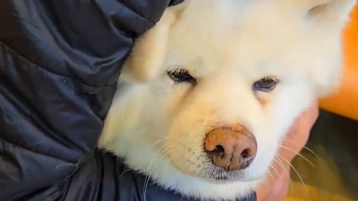 2頭の秋田犬を『動物病院に連れて行った』結果→待合室でみせた『正反対すぎる光景』が118万表示「震えすぎてて可愛いｗ」「見事なガクブル」(ブログ)
