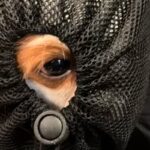 リュックに入っている2匹の犬が『小さな穴』を見つけた結果…まさかの『反応の違い』に爆笑続出「吹き出したｗｗ」「面白すぎる」と6万再生(ブログ)