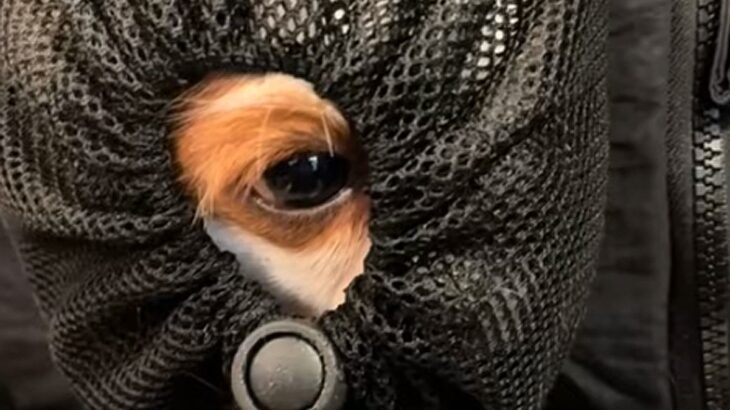 リュックに入っている2匹の犬が『小さな穴』を見つけた結果…まさかの『反応の違い』に爆笑続出「吹き出したｗｗ」「面白すぎる」と6万再生(ブログ)