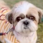 『生きたまま火葬してくれ』と持ち込まれた犬→緊急保護して…にわかには信じられない『壮絶な物語』が151万再生「嘘だろ」「感謝しかない」(ブログ)