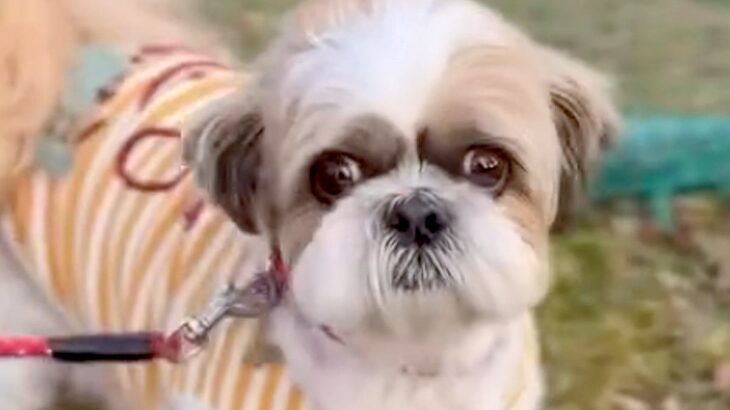 『生きたまま火葬してくれ』と持ち込まれた犬→緊急保護して…にわかには信じられない『壮絶な物語』が151万再生「嘘だろ」「感謝しかない」(ブログ)