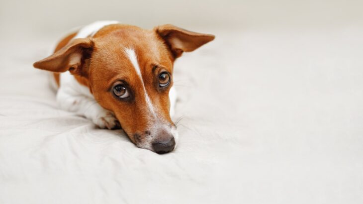 犬が『不快に感じる』人間の行動８選　愛犬を嫌な気持ちにさせる飼い主のタブー行為とは？(ブログ)