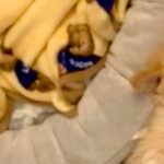 小さな子犬のために『ベッド』を用意した結果…思っているのと違う『まさかの寝方』が127万再生「隙間にフィットｗｗ」「仕草たまらない」(ブログ)