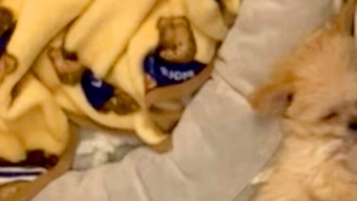 小さな子犬のために『ベッド』を用意した結果…思っているのと違う『まさかの寝方』が127万再生「隙間にフィットｗｗ」「仕草たまらない」(ブログ)