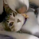 『道端でうずくまっていた子猫』を保護→大型犬が暮らす家にお迎えしたら…種族を超えた尊い光景が12万再生「最強ボディーガード」「幸せそう」(ブログ)