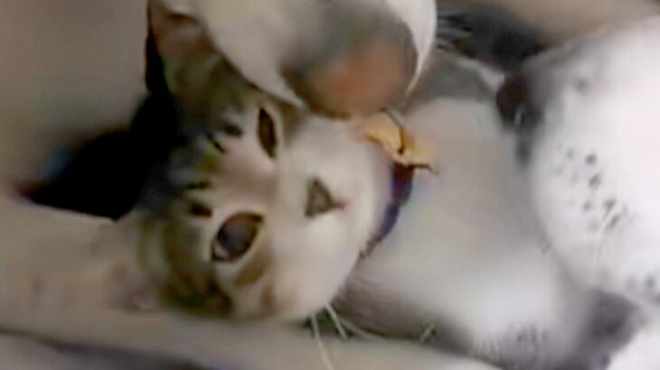 『道端でうずくまっていた子猫』を保護→大型犬が暮らす家にお迎えしたら…種族を超えた尊い光景が12万再生「最強ボディーガード」「幸せそう」(ブログ)