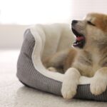 犬が眠気に耐えているときにみせるサイン3つ　なぜ眠いのを我慢してしまうの？愛犬を安眠させる方法まで(ブログ)