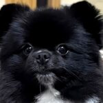 『外国人の方に食べ物に例えられ…』犬の写真をSNSにアップ→あまりにも的確な『表現』が面白すぎると940万表示「秀逸」「ユーモアがｗｗ」(ブログ)