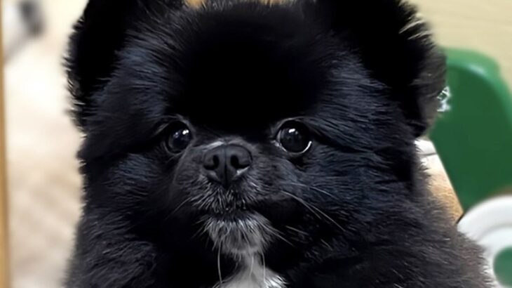 『外国人の方に食べ物に例えられ…』犬の写真をSNSにアップ→あまりにも的確な『表現』が面白すぎると940万表示「秀逸」「ユーモアがｗｗ」(ブログ)