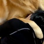 娘が『一番大事な帽子』を無くしたので、叱った結果→説教中に大型犬が庇って…許すしかない『表情』が6万再生「怒れないｗｗ」「歯がｗ」(ブログ)