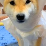 犬のカッパが乾いていないので『ビニール袋』を着せた結果…似合いすぎている『まさかの光景』が98万再生「給食のおばちゃんで草」「たまらん」(ブログ)