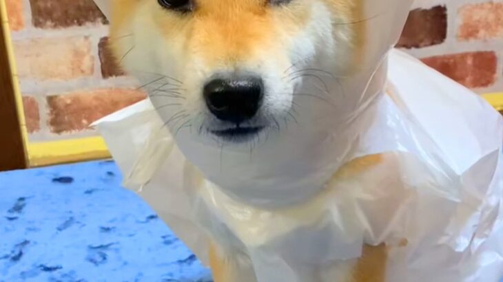 犬のカッパが乾いていないので『ビニール袋』を着せた結果…似合いすぎている『まさかの光景』が98万再生「給食のおばちゃんで草」「たまらん」(ブログ)