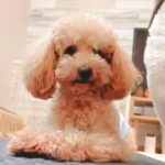 獣医から『外に連れ出さないほうがいい』と言われた繁殖引退犬→1年半、諦めずに育てた結果…別犬級の変化に反響「可能性は無限大」「偉い」(ブログ)