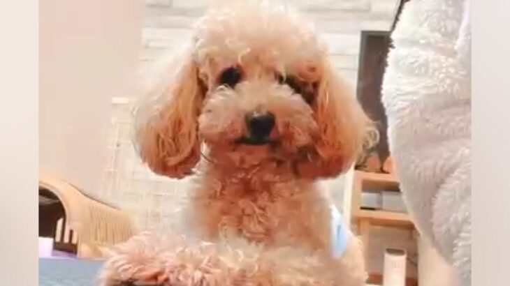 獣医から『外に連れ出さないほうがいい』と言われた繁殖引退犬→1年半、諦めずに育てた結果…別犬級の変化に反響「可能性は無限大」「偉い」(ブログ)