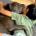 お風呂から上がったら、ソファで『息子と大型犬』が一緒に寝ていて…とんでもなく尊い光景が300万再生「最強ボディガード」「可愛い世界」(ブログ)