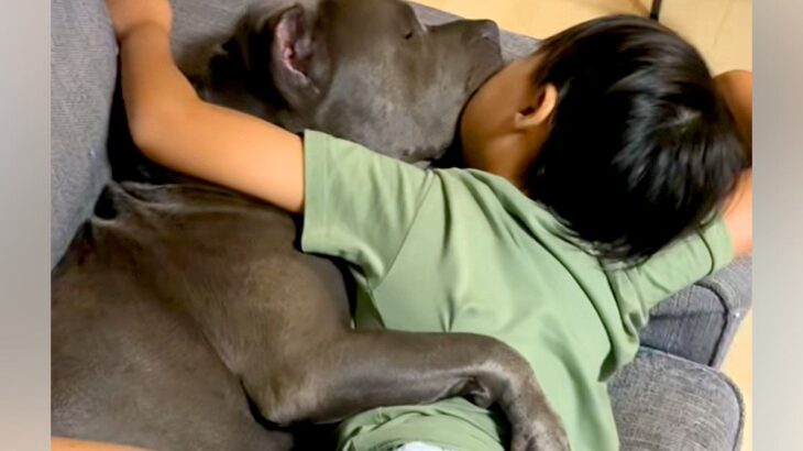 お風呂から上がったら、ソファで『息子と大型犬』が一緒に寝ていて…とんでもなく尊い光景が300万再生「最強ボディガード」「可愛い世界」(ブログ)