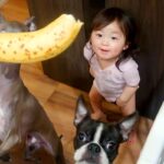 バナナを欲しがる赤ちゃんと2匹の犬→ママが『お座り』と言うと…思わずツッコミたくなる光景が7万再生「お前が座るんかーい！」「いい兄弟」(ブログ)