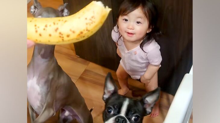 バナナを欲しがる赤ちゃんと2匹の犬→ママが『お座り』と言うと…思わずツッコミたくなる光景が7万再生「お前が座るんかーい！」「いい兄弟」(ブログ)