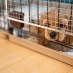 犬が急に『甘えてこなくなる』のはなぜ？考えられる原因や注意すべき症状まで(ブログ)