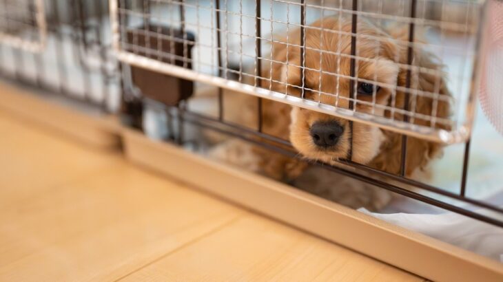犬が急に『甘えてこなくなる』のはなぜ？考えられる原因や注意すべき症状まで(ブログ)