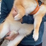 お出かけで、行き先が『動物病院』だと気付いた犬→抱っこで運ばれた結果…緊張感が伝わる『表情』に5万いいね「泡吹いてて笑う」「可愛すぎる」(ブログ)