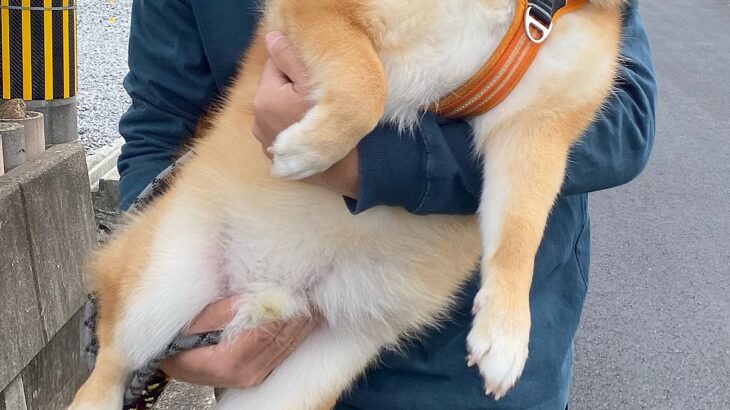 お出かけで、行き先が『動物病院』だと気付いた犬→抱っこで運ばれた結果…緊張感が伝わる『表情』に5万いいね「泡吹いてて笑う」「可愛すぎる」(ブログ)