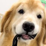 検査のため病院にやってきたゴールデンレトリバー→怖がりすぎて…思わず抱きしめたくなる光景が55万再生「ごめんけど笑ったｗ」「ブルブル」(ブログ)