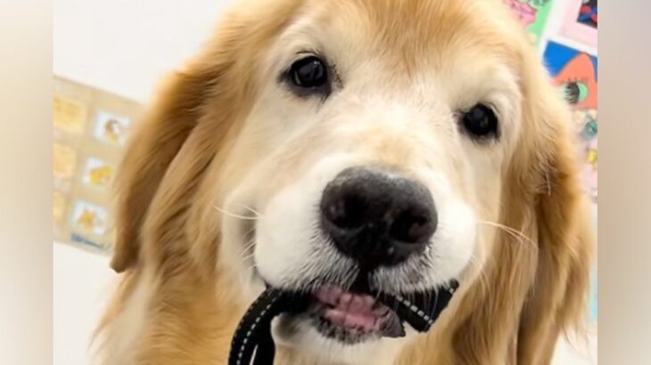 検査のため病院にやってきたゴールデンレトリバー→怖がりすぎて…思わず抱きしめたくなる光景が55万再生「ごめんけど笑ったｗ」「ブルブル」(ブログ)