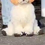 『飼い主を待つ犬』を遠くから撮影→まるで『ぬいぐるみ』のようで…あまりにも尊い『座り方』が99万再生「前世はテディベア」「う、動いた！」(ブログ)