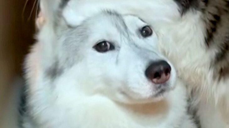 子猫の面倒を見るシベリアンハスキー→完全に距離感がバグっている光景が53万再生「愛が強すぎるｗ」「犬が何コレって顔してて草」と爆笑の声(ブログ)