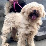 捨てられそうになっていた『汚れたボサボサの大型犬』を飼った結果→嘘のような『8年後の現在』が5万再生「よく頑張った」「幸せ掴んだね」(ブログ)